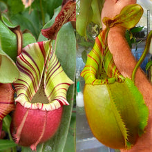 Load image into Gallery viewer, N. veitchii (F) - (m) #97 x Bario - squat green, striped RE-3492
