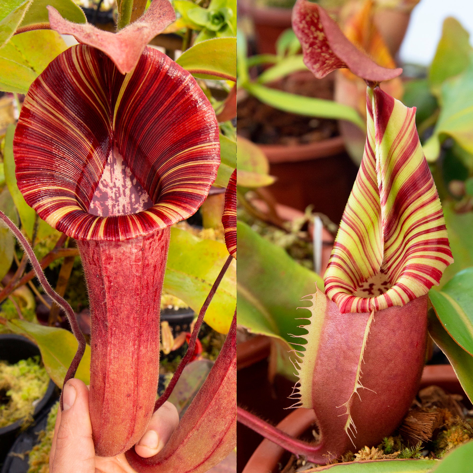 PETER LEWIS作 Nepenthes maxima - dark x veitchii 'Candy Dreams' – RedLeaf Exotics