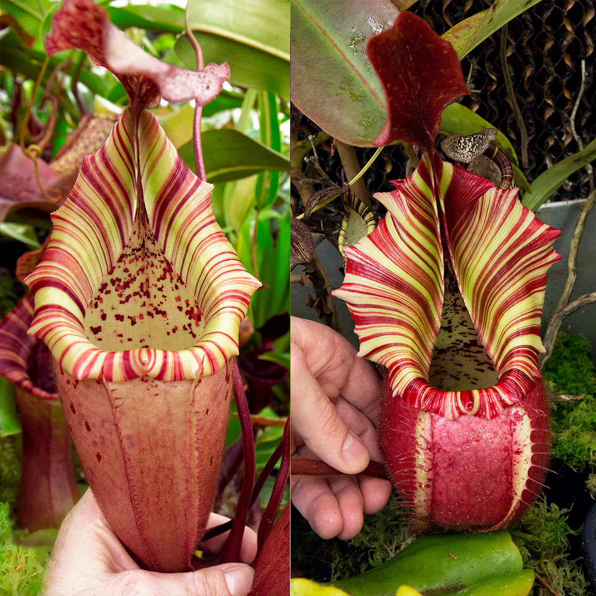 Nepenthes (veitchii x burbidgeae) x nebularum - Redleaf Exotics