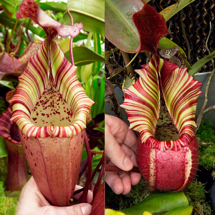 N. (veitchii x burbidgeae) - pink x veitchii 'Candy Dreams' RE-0162
