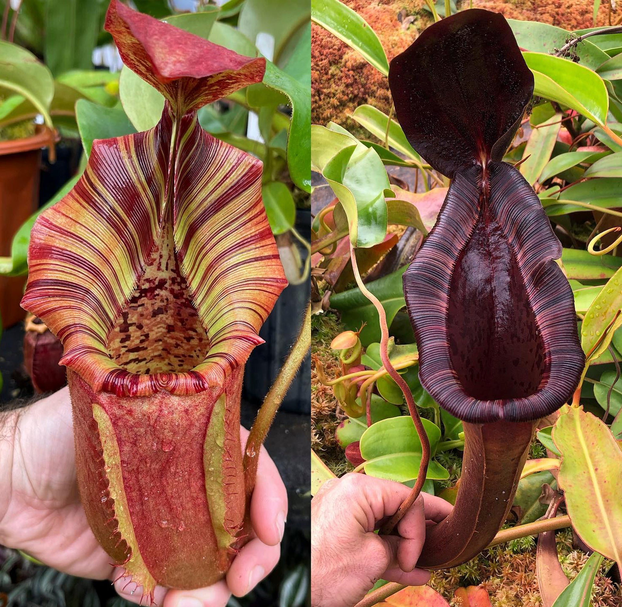 nenet Nepenthes {[(lowii x veitchii) x boschiana] x [(veitchii x maxima