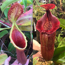 Load image into Gallery viewer, N. xtrusmadiensis x {[(Rokko ‘Exotica’ x boschiana) x veitchii] x edwardsiana} EP
