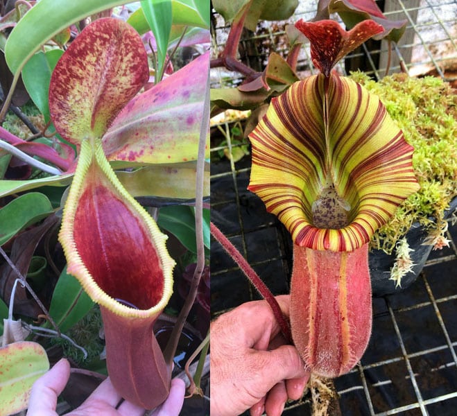 Nepenthes xtrusmadiensis x [(veitchii x maxima) x veitchii