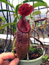 Load image into Gallery viewer, N. aristolochioides x edwardsiana EP small
