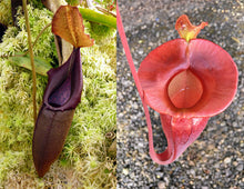 Load image into Gallery viewer, Nepenthes carunculata x jacquelineae - Redleaf Exotics
