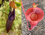 Nepenthes carunculata x jacquelineae - Redleaf Exotics