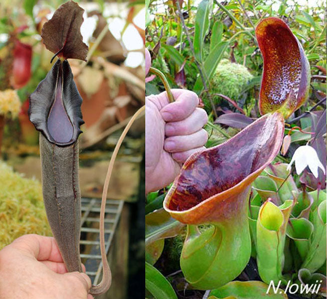 Nepenthes lingulata x lowii  - Redleaf Exotics