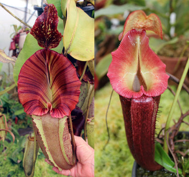Nepenthes  [maxima – dark x (eymae x veitchii] x {[(lowii x veitchii) x boschiana] x (maxima x mira)} - Redleaf Exotics