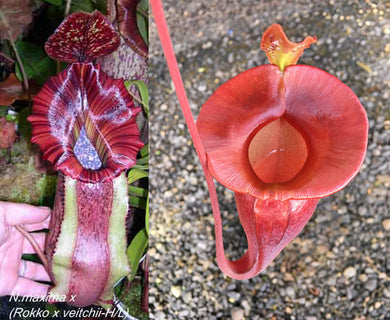 Nepenthes [maxima – dark x (Rokko x veitchii] x jacquelineae - Redleaf Exotics