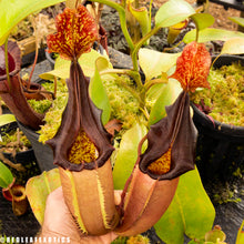 Load image into Gallery viewer, N. eymae x veitchii - dark peristome EP Rooted Cutting
