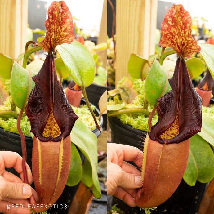 N. eymae x veitchii - dark peristome EP Rooted Cutting