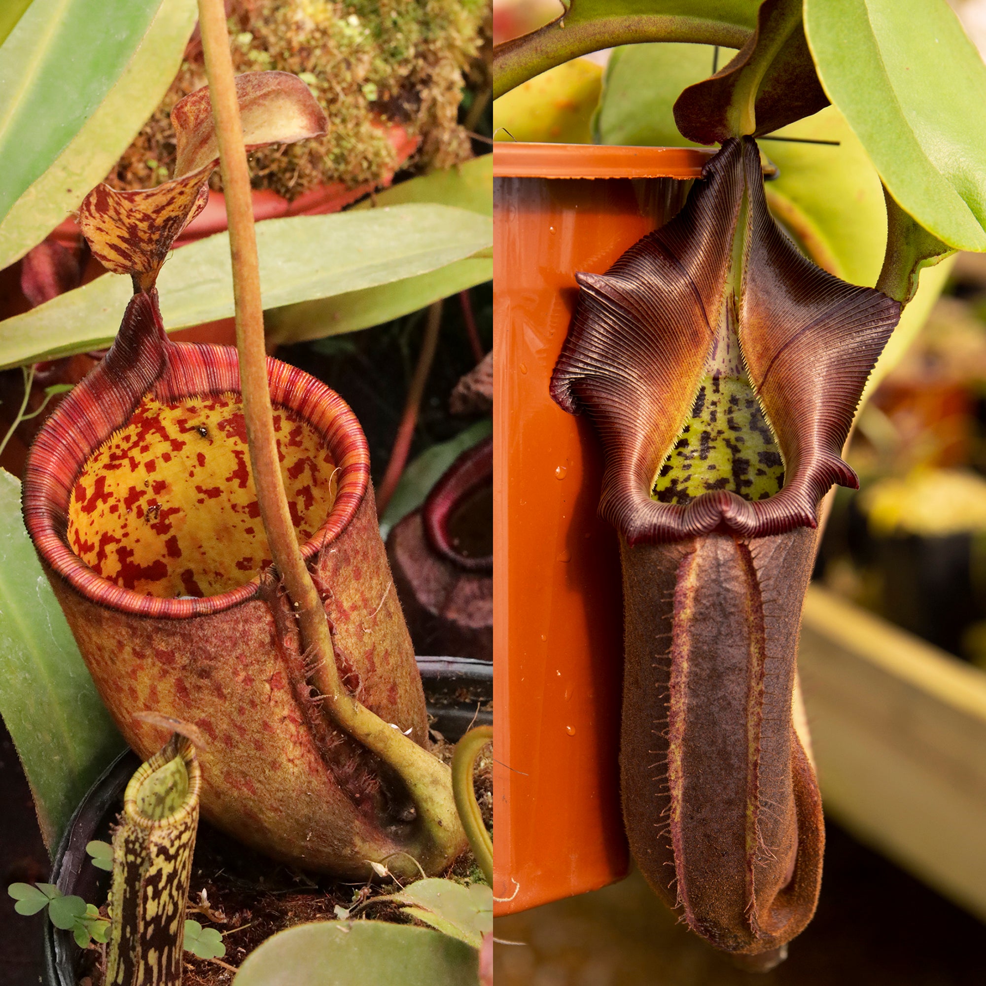 nepenthes pedal Nepenthes palawanensis x nebularum RE-0109- Redleaf Exotics – RedLeaf Exotics