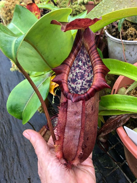 インディアンジュエリー　nepenthes Nepenthes nebularum x edwardsiana - Redleaf Exotics – RedLeaf Exotics