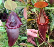 Load image into Gallery viewer, N. ovata x edwardsiana EP medium
