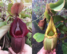 Load image into Gallery viewer, N. ovata x veitchii (m) – long neck EP
