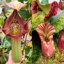 Load image into Gallery viewer, N. truncata - rippled leaves x veitchii &#39;Red Tiger’ RE-0103
