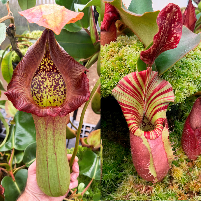 N. truncata - rippled leaves x veitchii 'Red Tiger’ RE-0103