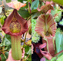 Load image into Gallery viewer, N. truncata (e) - rippled leaves x (eymae x veitchii) (a) - Best RE-0118
