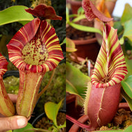 N. [(lowii x veitchii) x Tiveyi] x veitchii ‘Red Tiger’ RE-0120