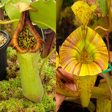 Load image into Gallery viewer, Nepenthes truncata squat x platychila - Redleaf Exotics
