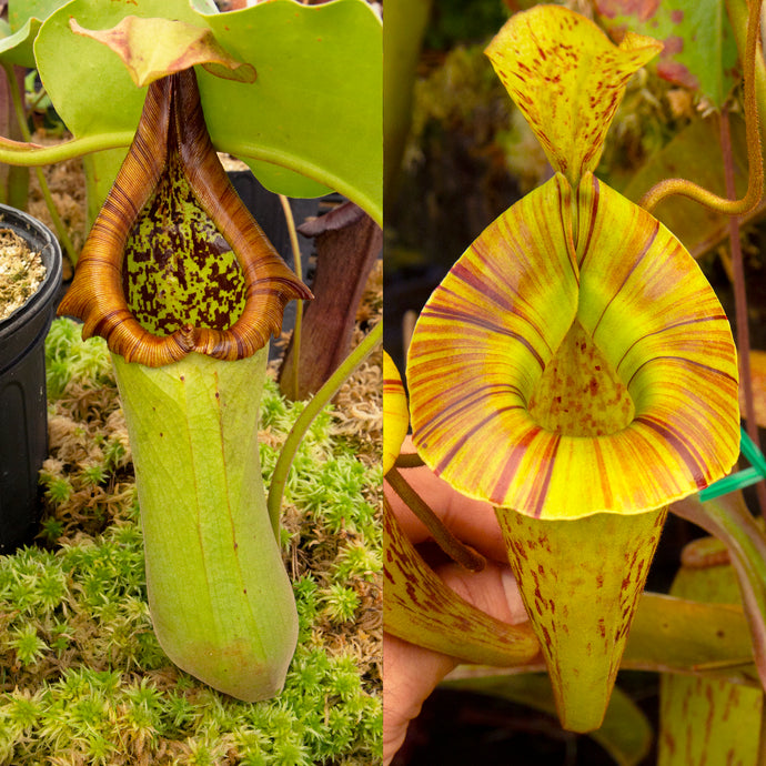 Nepenthes truncata squat x platychila - Redleaf Exotics