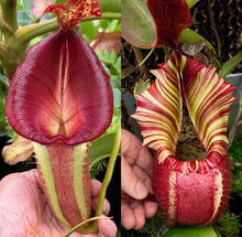 Load image into Gallery viewer, N.  [(Rokko &#39;Exotica&#39; x boschiana) x veitchii] (a) x veitchii ‘Candy Dreams’ RE-0124
