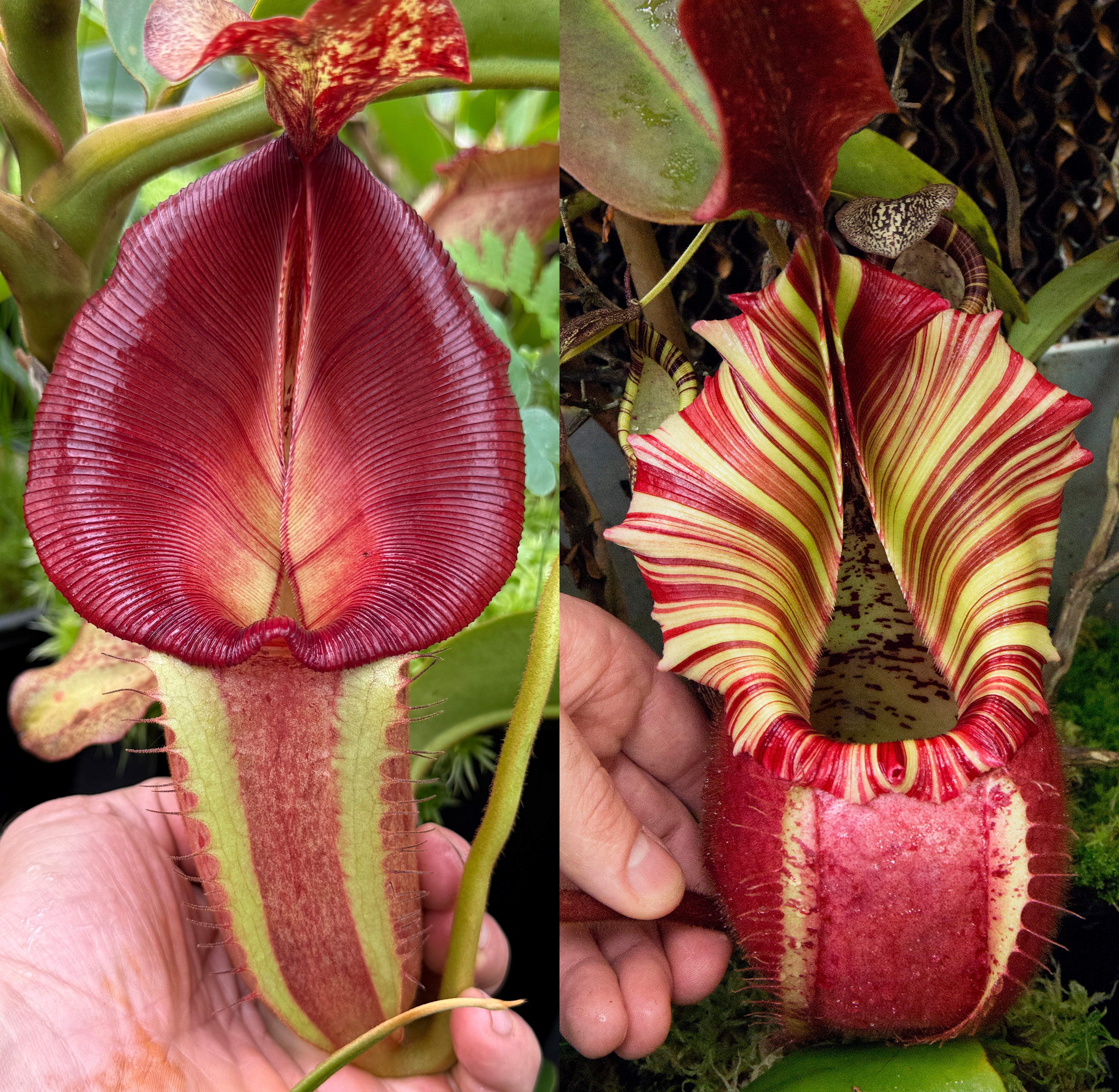 Nepenthes (Rokko 'Exotica' x boschiana) x veitchii - Redleaf