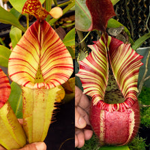 Load image into Gallery viewer, N.  (Rokko &#39;Exotica&#39; x boschiana) x veitchii (a) x veitchii ‘Candy Dreams’ RE-0124
