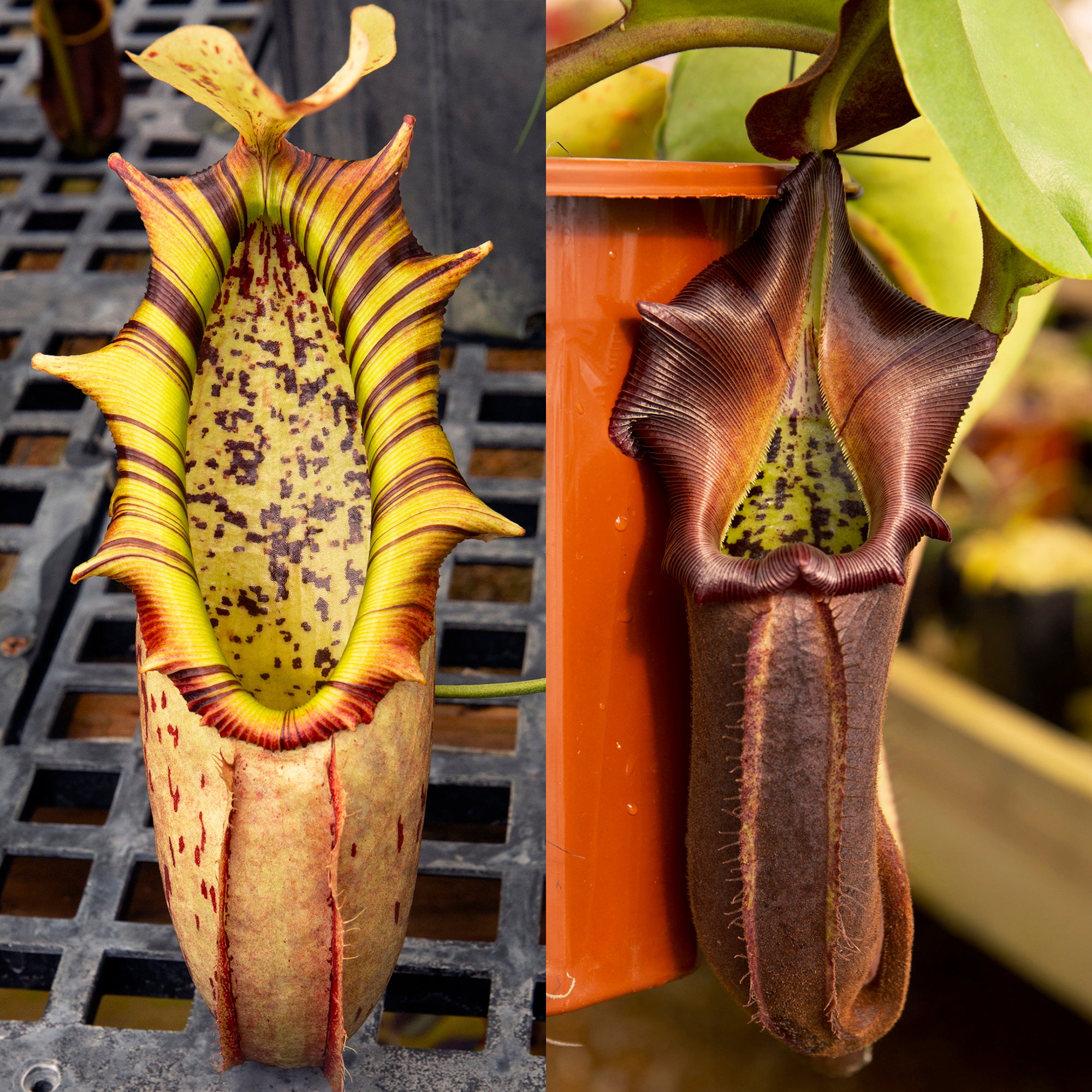 Nepenthes northiana x nebularum RE-0125 - Redleaf Exotics