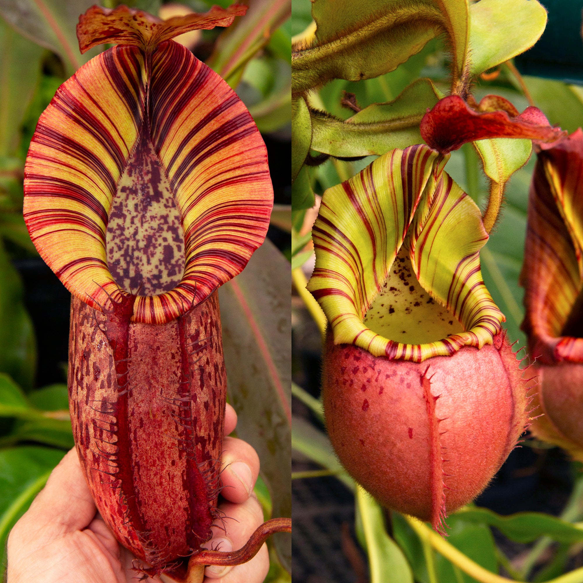 REDLEAF EXCLUSIVES - Nepenthes for Sale - Redleaf Exotics