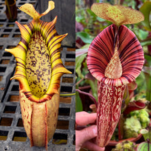 Load image into Gallery viewer, N. northiana x [(veitchii x maxima) x spectabilis] RE-0128
