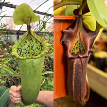 Load image into Gallery viewer, N. (truncata x campanulata) x nebularum RE-0133 LIMITED!
