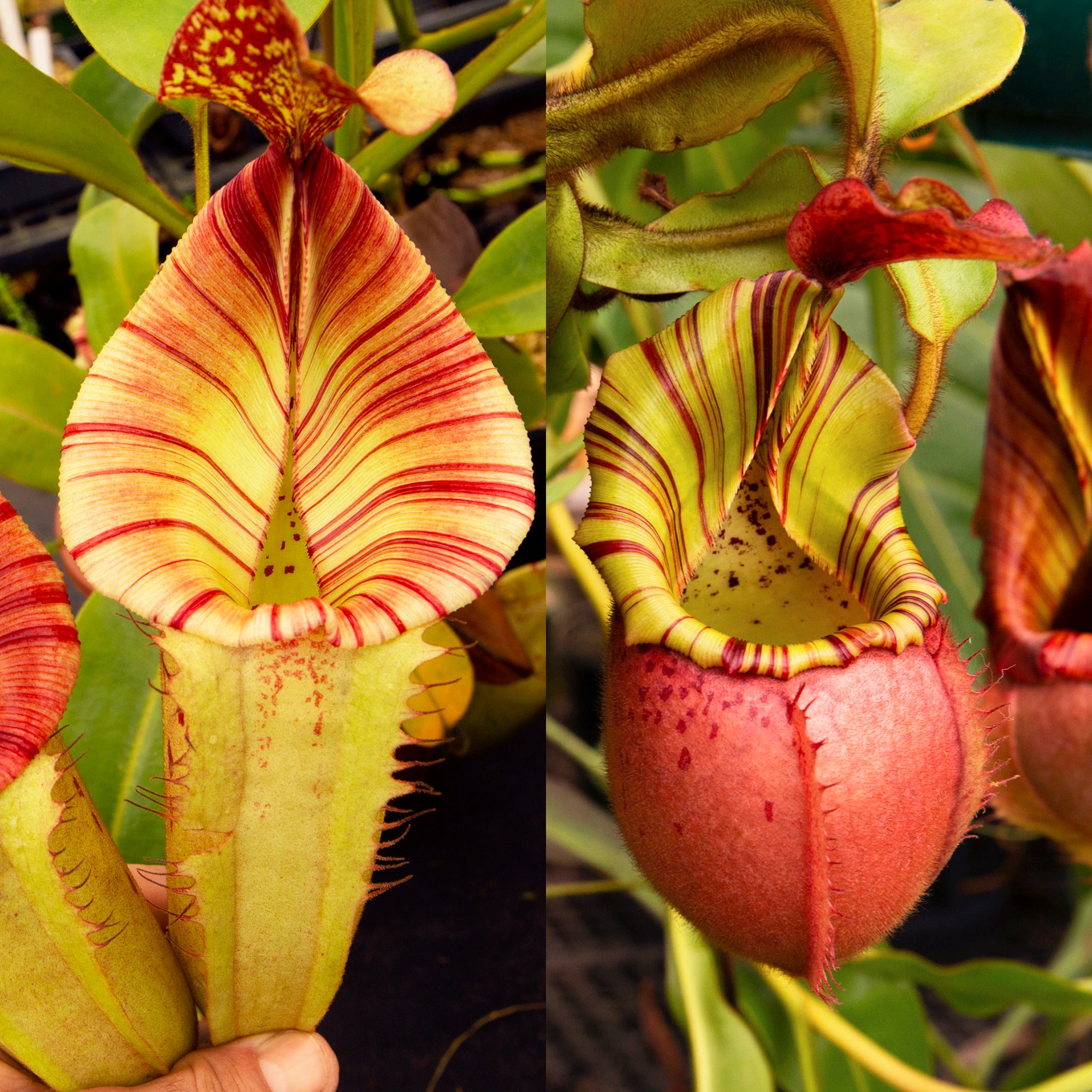 Nepenthes (Rokko 'Exotica' x boschiana) x veitchii - Redleaf