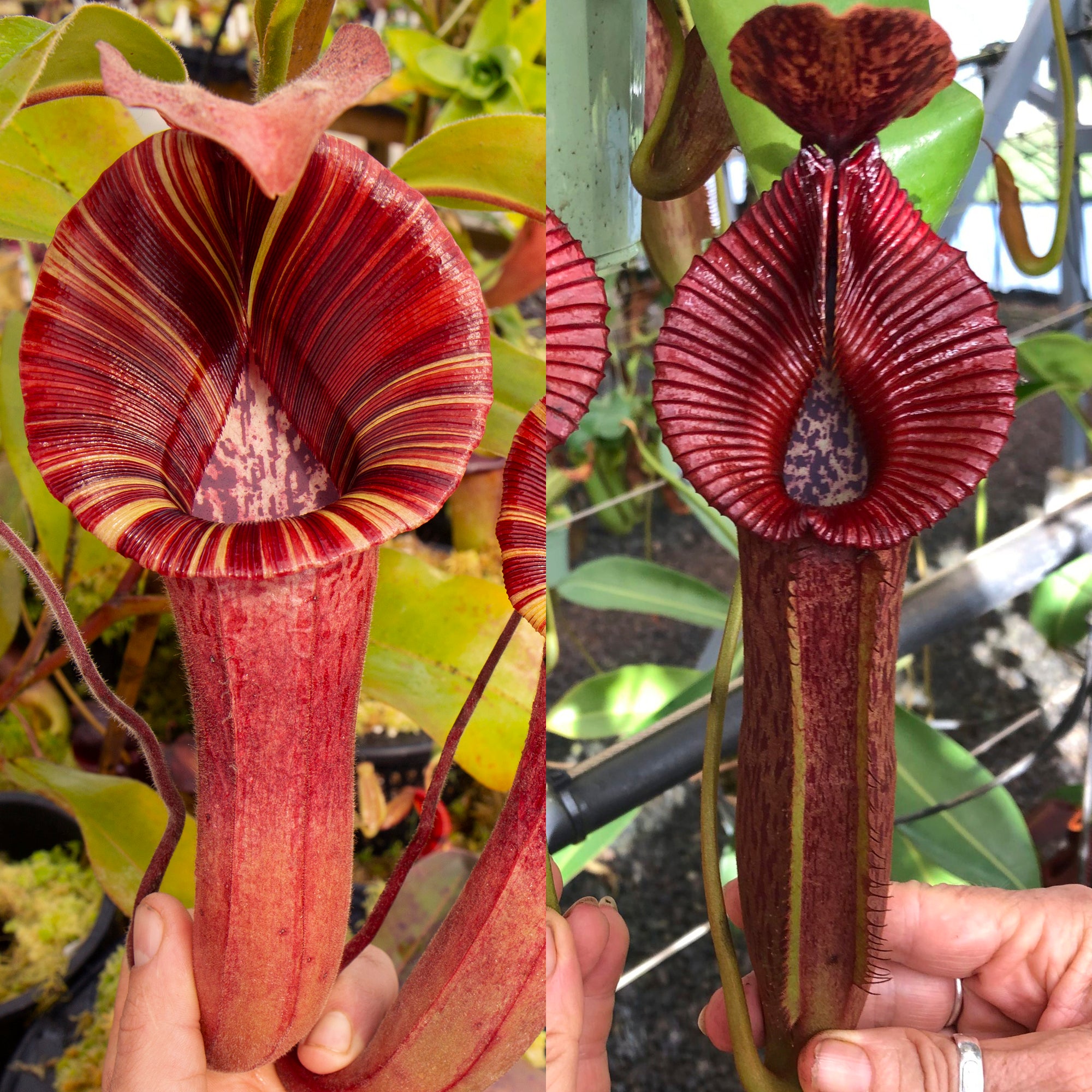 Products – Page 2 – RedLeaf Exotics