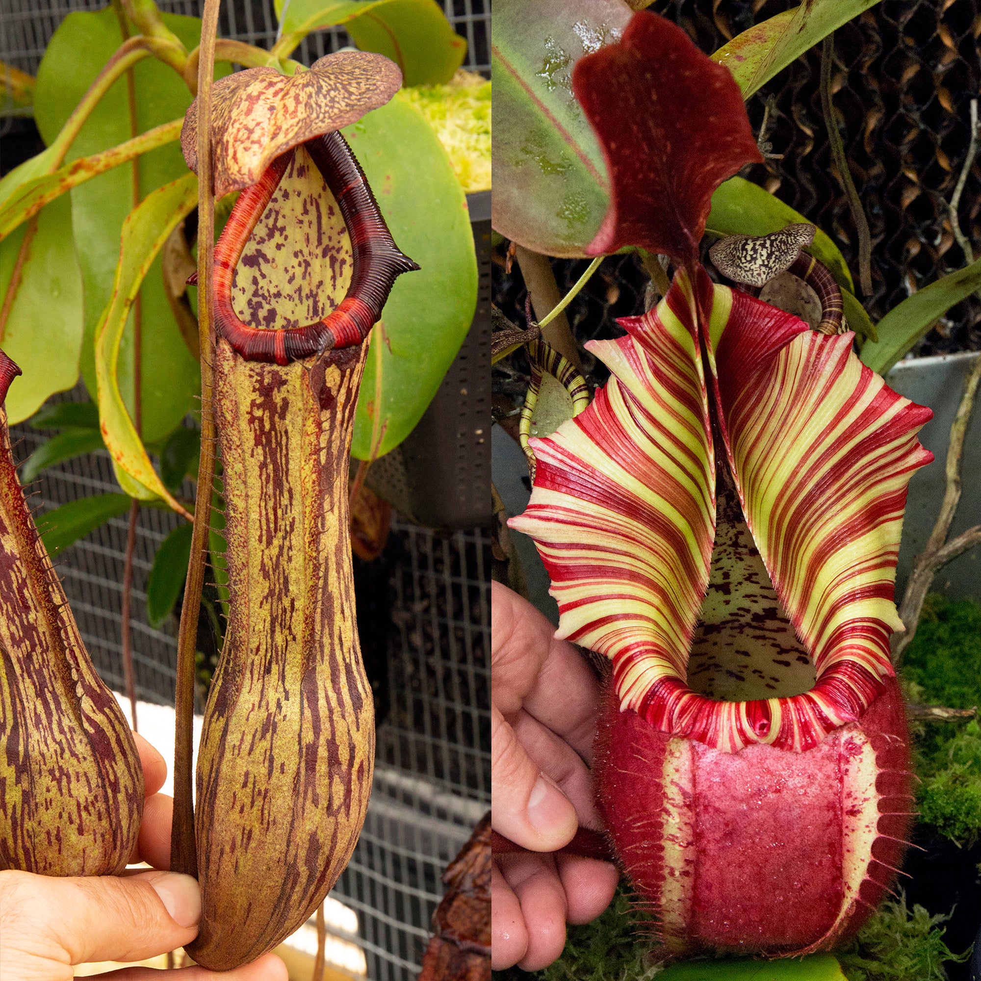 N. boschiana x veitchii 'Candy Dreams' RE-0140 – RedLeaf Exotics