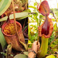 Nepenthes palawanensis x (lowii x truncata) ‘Giant’ - Redleaf Exotics