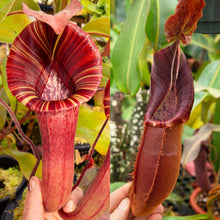 Load image into Gallery viewer, NEW RELEASE! N.  {[(lowii x veitchii) x boschiana] x [(veitchii x maxima) x veitchii]} (a) x (lingulata x veitchii) RE-0147
