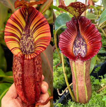 Load image into Gallery viewer, N. [spectabilis x (northiana x veitchii)] x {[(Rokko ‘Exotica x boschiana) x veitchii] x edwardsiana} RE-0155
