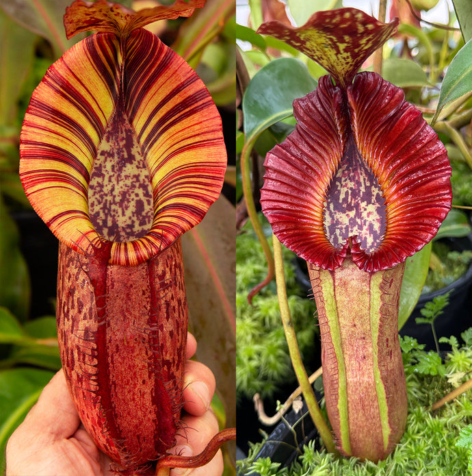 N. [spectabilis x (northiana x veitchii)] x {[(Rokko ‘Exotica x boschiana) x veitchii] x edwardsiana} RE-0155