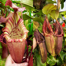 Load image into Gallery viewer, N. (veitchii x burbidgeae) x (Robcantleyi x ovata)  RE-0163
