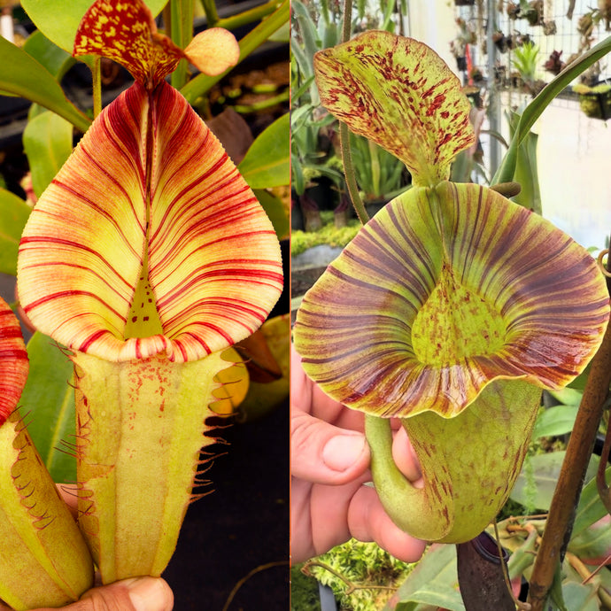New Release! N.  (Rokko 'Exotica' x boschiana) x veitchii (a) x platychila - Best RE-0161