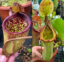 Load image into Gallery viewer, N. palawanensis x truncata- squat  RE-0165
