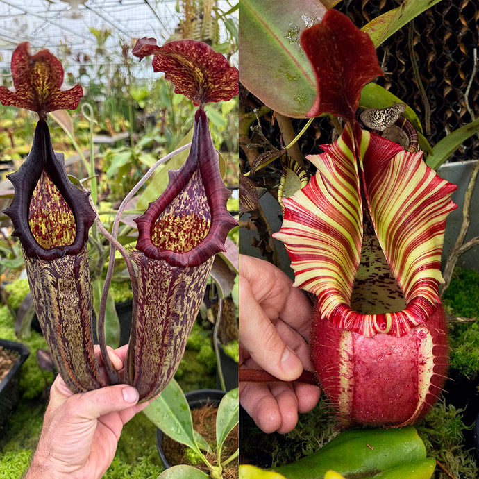 Nepenthes maxima (l) x veitchii 'Candy Dreams' RE-0167