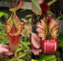 Load image into Gallery viewer, Nepenthes [(lowii x veitchii) x Trusmadiensis] x veitchii &#39;Candy Dreams&#39; RE-0169
