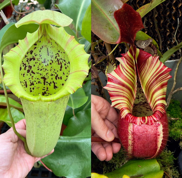 N. (truncata x campanulata) - giant x veitchii 'Candy Dreams' RE-0170 LIMITED!