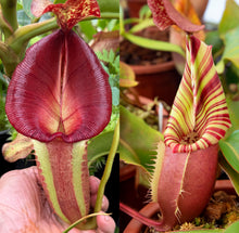 Load image into Gallery viewer, N.  [(Rokko &#39;Exotica&#39; x boschiana) x veitchii] (a) x veitchii ‘Red Tiger’ RE-0171
