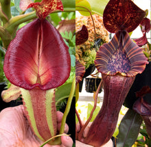 Load image into Gallery viewer, N.  [(Rokko &#39;Exotica&#39; x boschiana) x veitchii] (a) x [(lowii x veitchii) x boschiana] - BEST RE-0173
