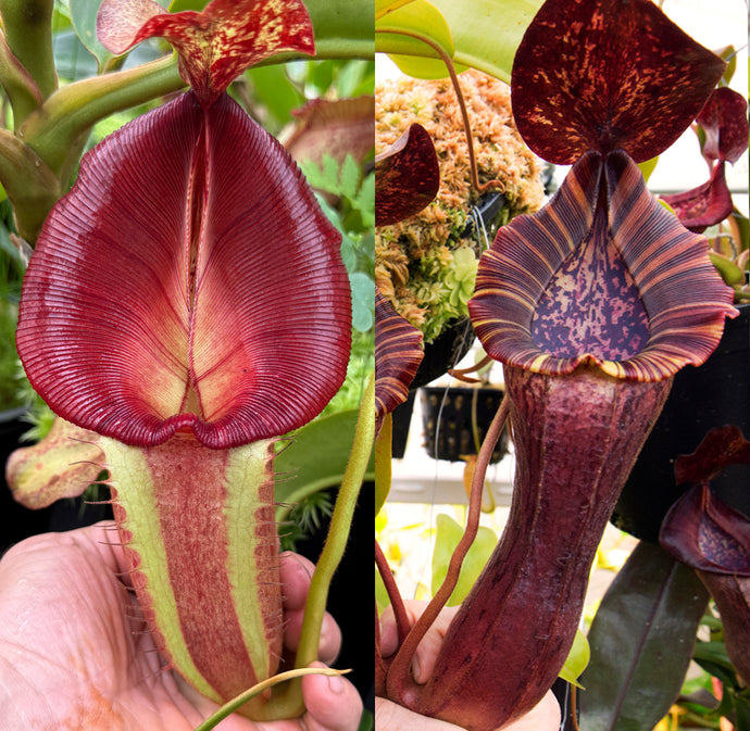 N.  [(Rokko 'Exotica' x boschiana) x veitchii] (a) x [(lowii x veitchii) x boschiana] - BEST RE-0173