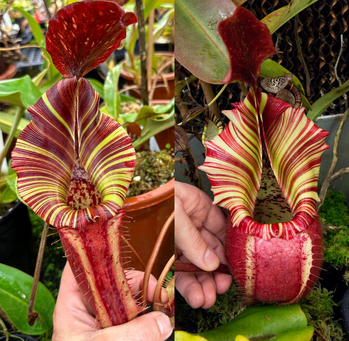 N.  ([(Rokko ‘Exotica’ x boschiana)x veitchii] (a) x {maxima x [(stenophylla x lowii) x (Rokko x veitchii)]}) x veitchii ‘Candy Dreams’ RE-0175