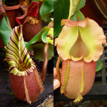 Load image into Gallery viewer, N. veitchii 'Geoff Wong' x ‘Ruffles’ RE-0176
